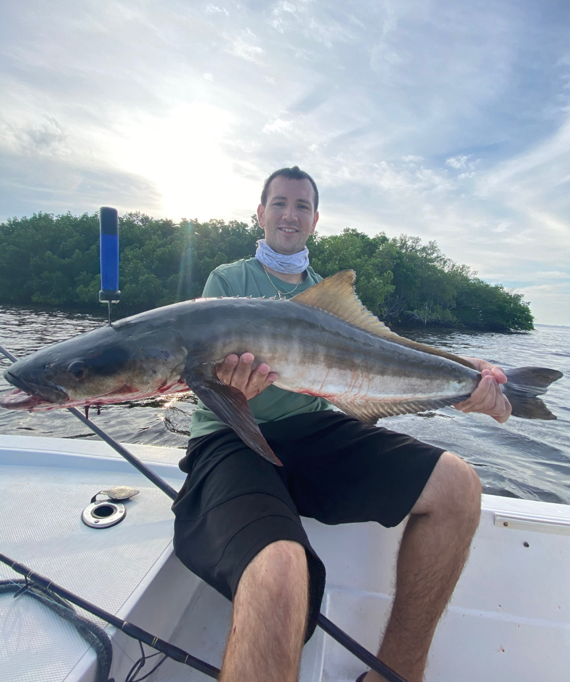 Cobia caught Pine Island charters